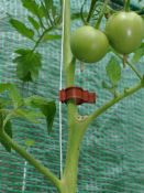 Clips à tomates 20 x